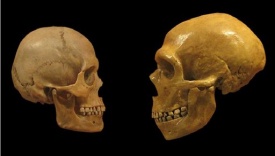 Trovato teschio di 400mila anni fa, forse antenato dei Neanderthal