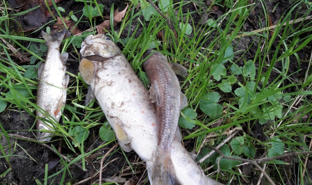 Un pescatore ha fotografato centinaia di pesci morti sulle rive del torrente Strona e ha quindi avvertito la polizia locale