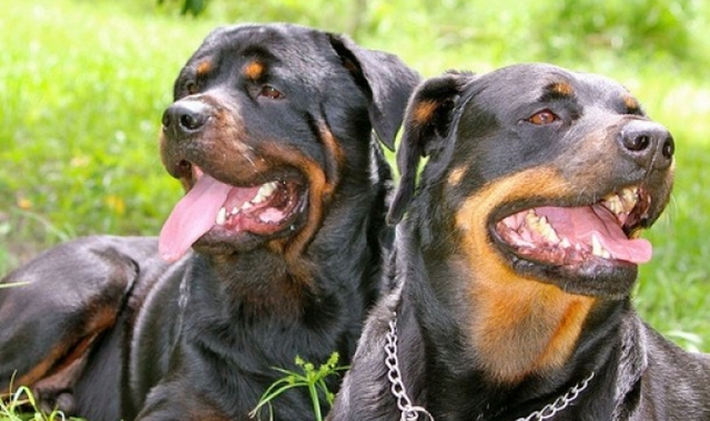 Una coppia di Rottweiler