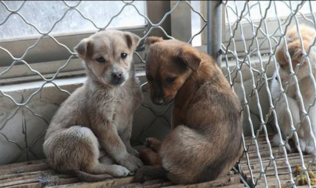 Una petizione contro il mercato di cani e gatti in Cina