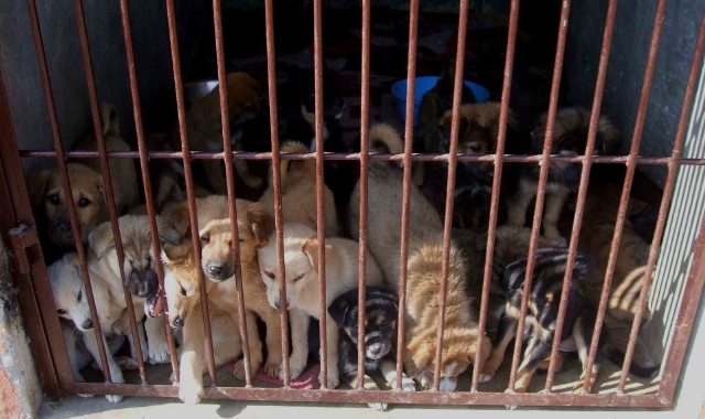 In Italia entrano 8mila cani e gatti illegali ogni settimana