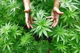 Cannabis, Roberti: sì legalizzazione, proibizionismo ha fallito