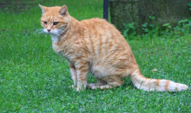 Gatto bruciato e gettato in strada