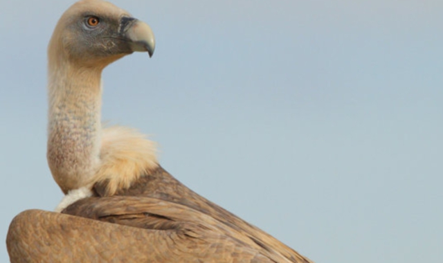 Un esemplare di avvoltoio grifone   #i#(Foto Michele Mendi)#/i#