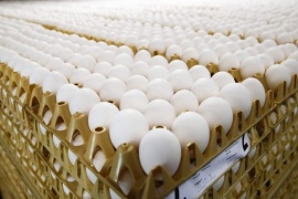 Olanda, si allarga caso uova contaminate: test su carne di pollo