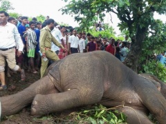 India, abbattuto elefante che ha ucciso 15 persone