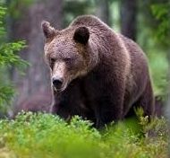 Abbattuta in Trentino l'orsa KJ2 che aveva aggredito il turista