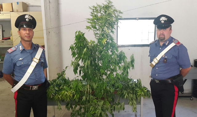 La pianta di cannabis sequestrata dai carabinieri