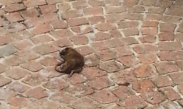 La carcassa del topo in piazza Giovine Italia