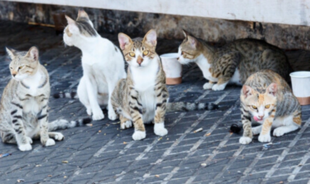 Gatti abbandonati: all’Enpa di Saronno sono in attesa d’adozione in trentadue