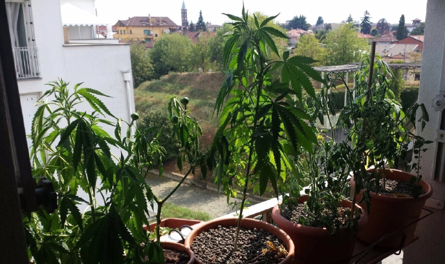 La cannabis coltivata sul balcone
