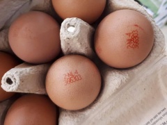 Uova contaminate, sequestrati 2 allevamenti in Campania