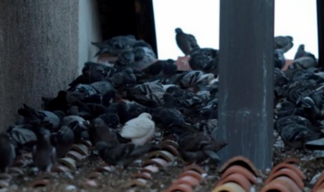 Emergenza piccioni nei sottotetti del centro di Malnate