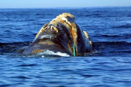 Giappone, terminata la caccia alla balena: uccisi 177 animali