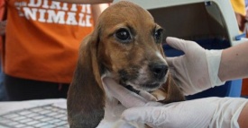 Processo beagle Green Hill, la Cassazione conferma le condanne