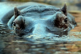 Namibia: più di 100 ippopotami ritrovati morti in un fiume