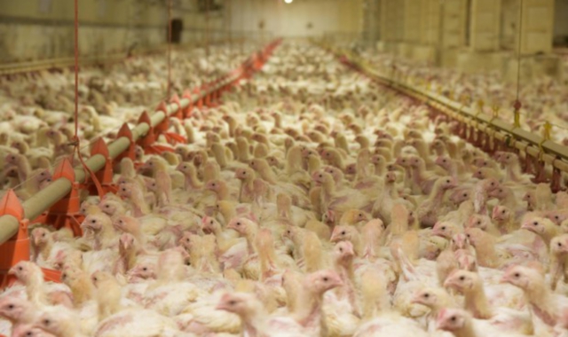 Un video mostra la vita dei polli in allevamenti lager