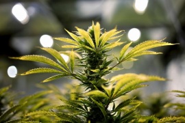 Cannabis terapeutica, no Camera a legalizzazione tout court