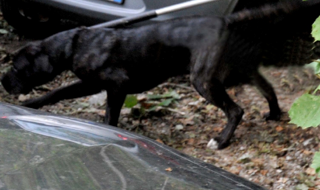 Il cane corso che a Comerio aggredì una mamma e la figlia