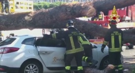 Roma, un albero si schianta su un taxi: illeso l'autista