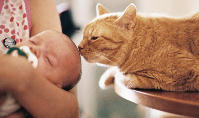 I peli del gatto? Proteggono i bebè dall’asma