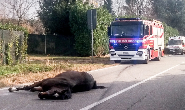 Il cavallo vittima dell’incidente avvenuto in via Samarate (Blitz)