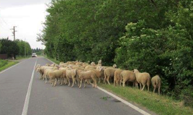 Invasione di pecore, una vittima