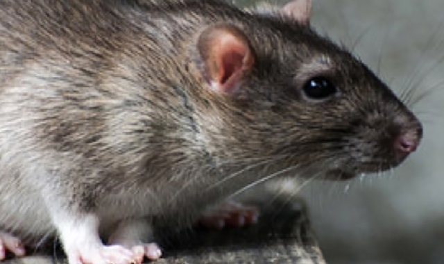 Topi e ratti nei locali dell’asilo
