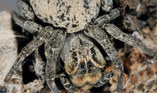 Il ragno Stegodyphus lineatus. Nei tondi, Matteo Di Nicola e Marco Colombo