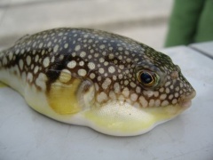 Giappone, allarme autorità: venduto letale pesce palla pulito male