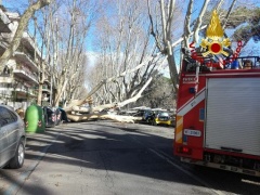 Cade albero 25 m su strada a Roma: auto danneggiate, nessun ferito