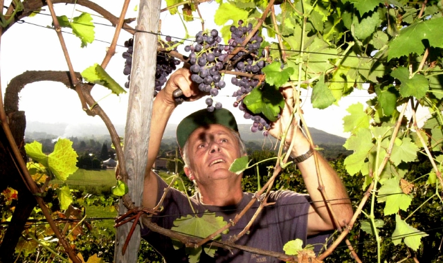 Franco Berrini nella vigna ad Angera: i Ronchi Varesini sono un vino Igt  (Archivio)