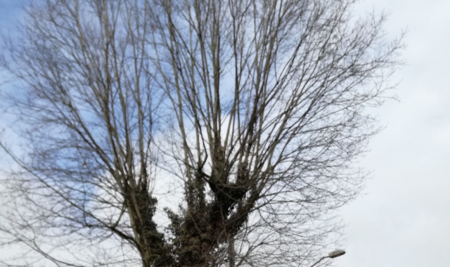 «Tagliate la quercia: è pericolosa»