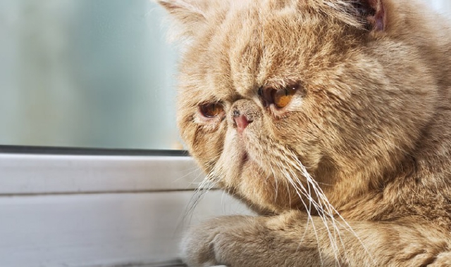 Fido e Micio in cerca di casa