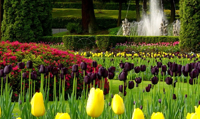 Uno scorcio del parco di Villa Taranto a Verbania con la fontana dei putti circondata dalle fioriture dei tulipani, che sono previste dall’8 al 29 aprile