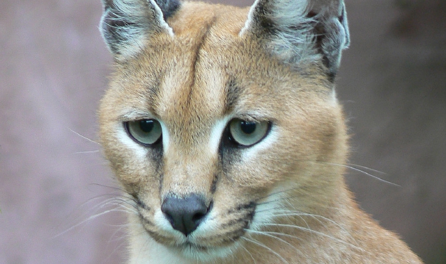 Una lince del deserto Caracal come quella della compagna del boss di Hydra