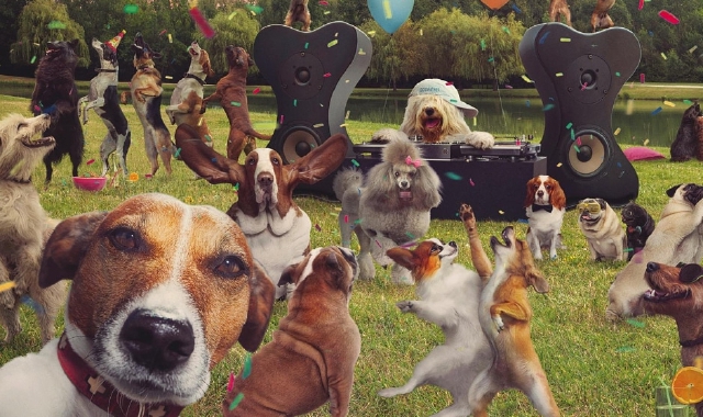 C’è una «Festa da Cani» a Varese