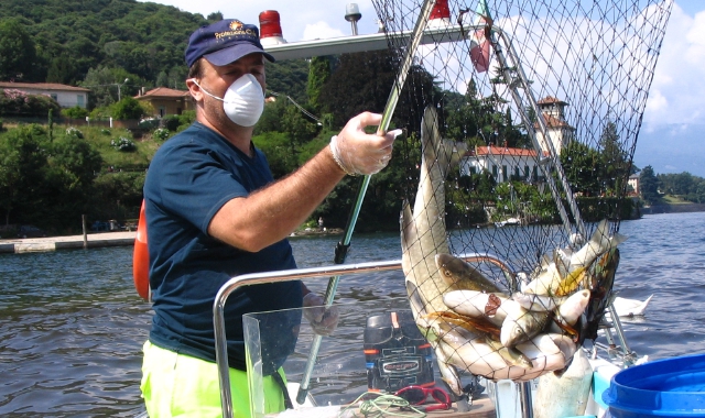 Boesio inquinato? Pesci sotto esame