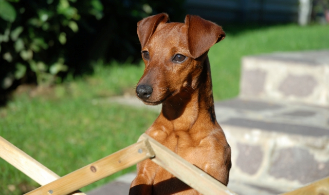 Cani contro cane. Per strada