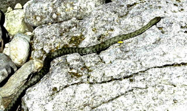 Bambina morsa da una vipera
