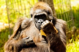 Morta Koko, gorilla che comunicava con umani con linguaggio gesti