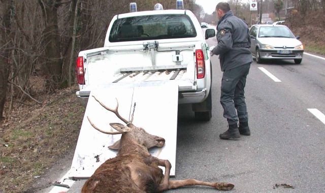 Il cervo ucciso l’altra notte a Valganna