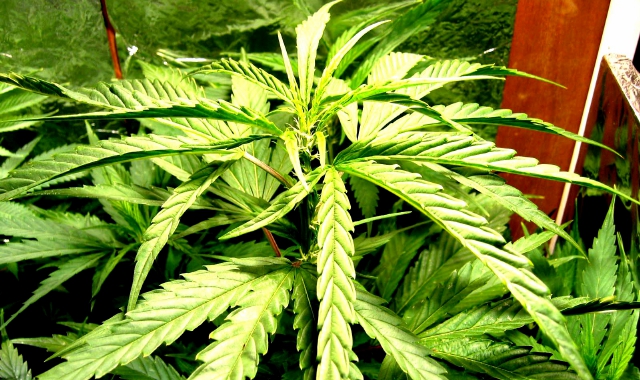 Una pianta di marijuana  (Foto Archivio)