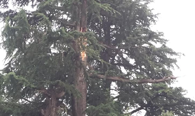 In alto, il vecchio cedro che verrà tagliato oggi: in precedenza era toccato ai tigli di corso Bernacchi(Foto Redazione e Archivio)