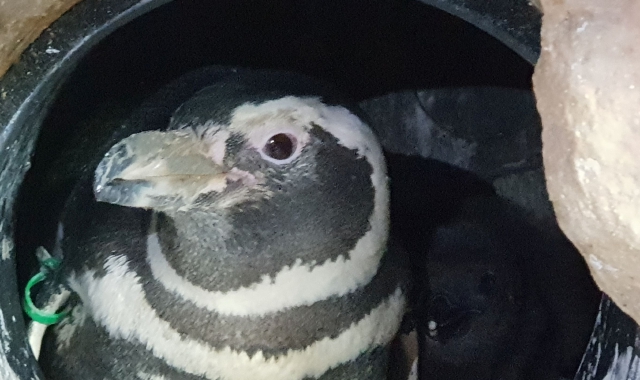 Il piccolo pinguino di Magellano nel suo nido all’Acquario di Genova