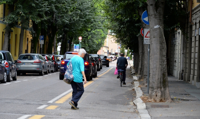 Le piante in via Roma: gli ecologisti chiedono che non vengano tagliate (Foto Blitz)