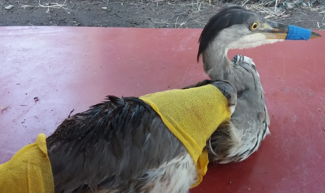 Alcuni degli animali selvatici in cura al “Rifugio” di Brissago dopo essere stati salvati in diverse località della Lombardia