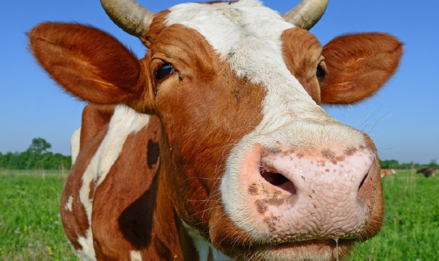 Agricoltura in festa: pronti al tiro al trattore?