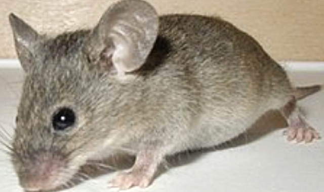 La presenza di topi ha costretto a tenere i bimbi lontani dall’asilo di via Speranza