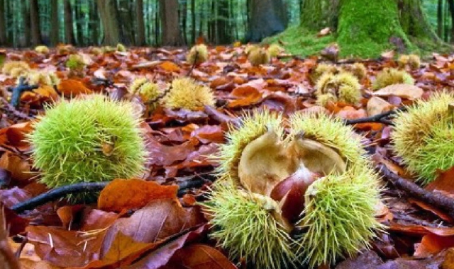 Sta per prendere avvio la stagione delle castagne nei boschi prealpini